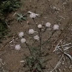 Hoary Pincushion thumbnail 3