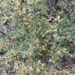 Antelope Bitterbrush thumbnail 2