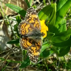 Gorgone Checkerspot thumbnail 2