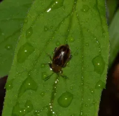 Belly-banded Flea Beetle thumbnail 3