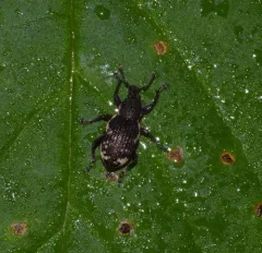 Lily of the valley weevil thumbnail 3