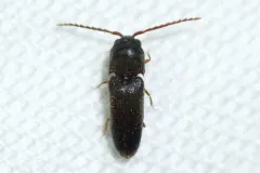 Microrhagus subsinuatus thumbnail 2