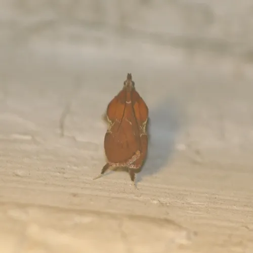Boxwood Leaftier Moth