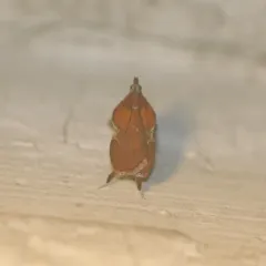 Boxwood Leaftier Moth thumbnail 1
