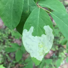 Leucanthiza dircella thumbnail 3