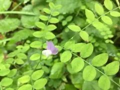 Torrey's Pea thumbnail 4
