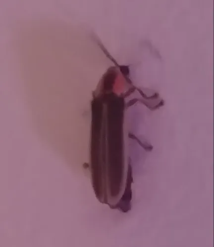 Photinus ardens