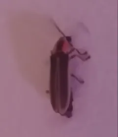 Photinus ardens thumbnail 1