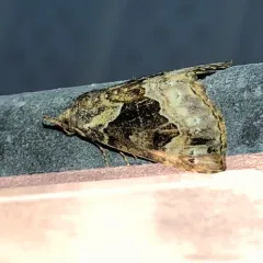 Mottled Snout thumbnail 4