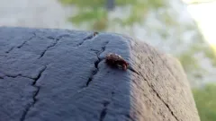 Pecan Gall Curculio thumbnail 4