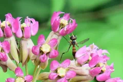 Stylogaster biannulata thumbnail 2