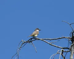 Thick-billed Kingbird thumbnail 4