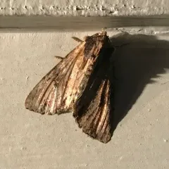 Airy Apamea Moth thumbnail 2