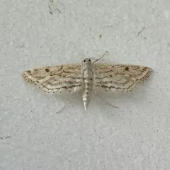 Watermilfoil Leafcutter Moth thumbnail 2