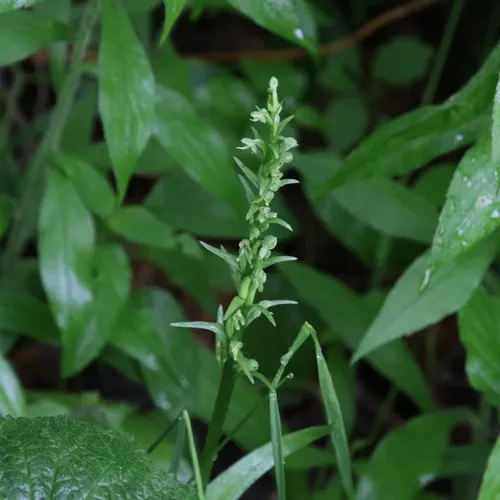 green bog orchid