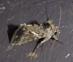 Sharp-stigma Looper Moth thumbnail 4