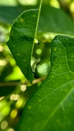 Sphacophilus cellularis thumbnail 3