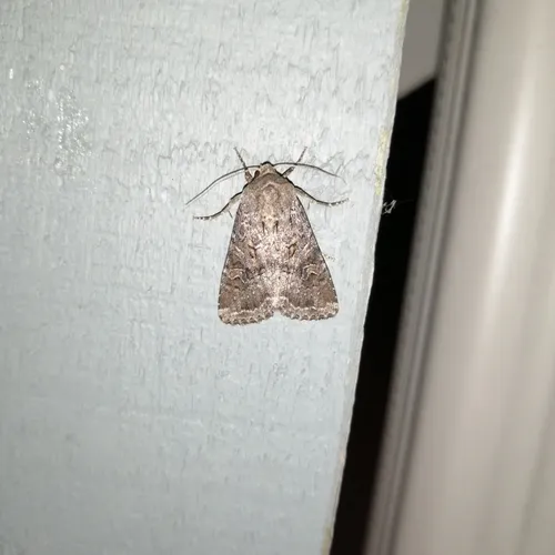 Glassy Cutworm Moth