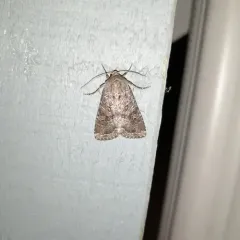 Glassy Cutworm Moth thumbnail 1