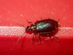 Lebia cyanipennis thumbnail 3