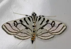 Zebra Conchylodes Moth thumbnail 4