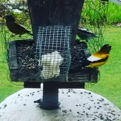 Evening Grosbeak thumbnail 2