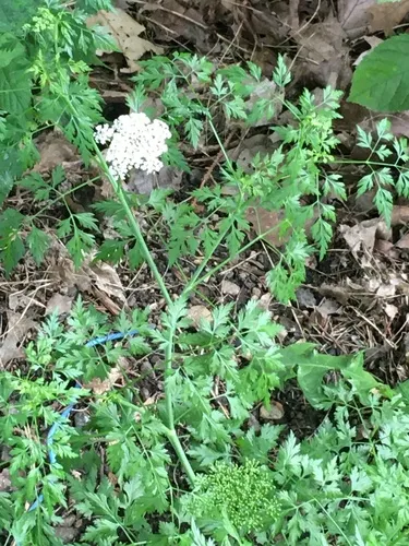 Fool's parsley