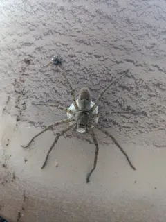 Pantropical Huntsman Spider thumbnail 4
