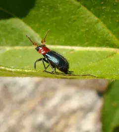 Black-headed Melyrid thumbnail 3