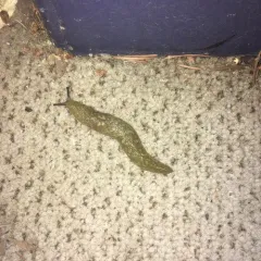 Yellow Cellar Slug thumbnail 2