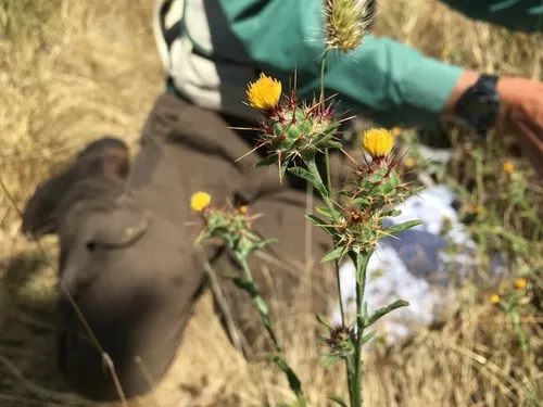Maltese star-thistle
