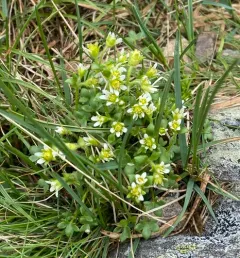 Highland Saxifrage thumbnail 3