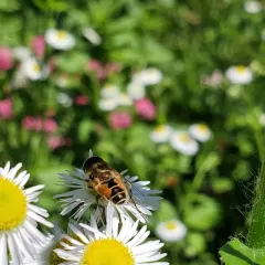 Eurasian Drone Fly thumbnail 1
