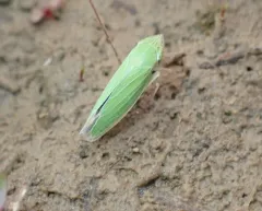 Draeculacephala crassicornis thumbnail 1