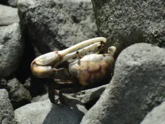 Red-jointed Fiddler Crab thumbnail 2