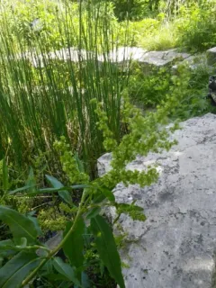 tall dock thumbnail 2