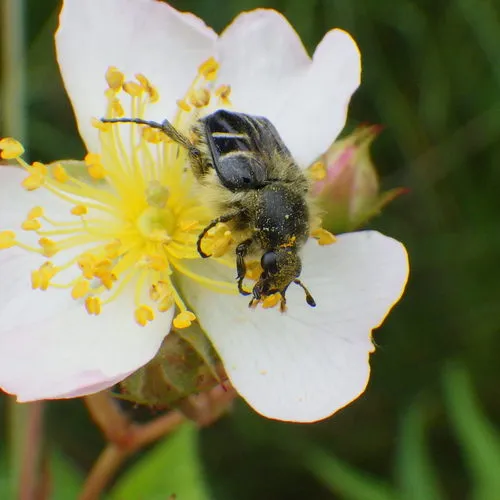 Bee-mimic Beetle