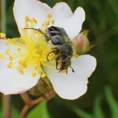Bee-mimic Beetle thumbnail 1