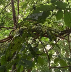 Phylloxera caryaefallax thumbnail 4