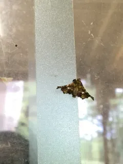 Eyed Dysodia Moth thumbnail 3