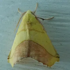 Sharp-lined Yellow thumbnail 3