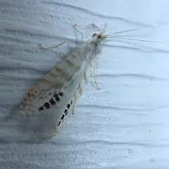 Nectopsyche exquisita thumbnail 2