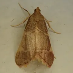 Yellow-fringed Dolichomia Moth thumbnail 4