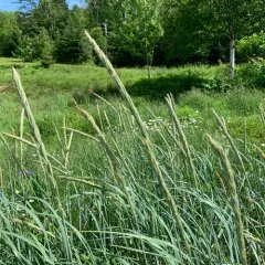 American lyme grass thumbnail 4