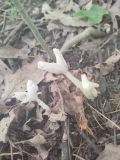 Helvella levis thumbnail 2
