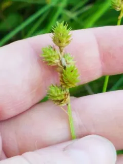 fescue sedge thumbnail 3