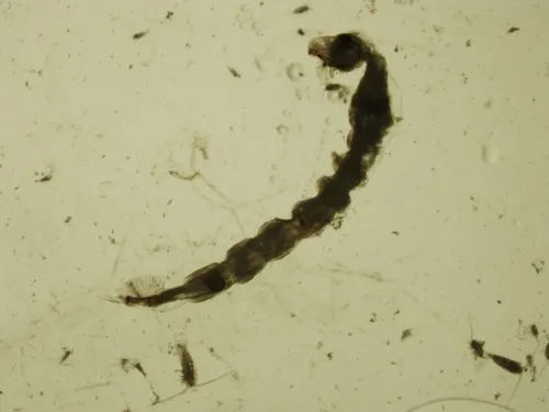 Chaoborus americanus
