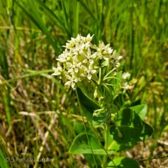 oval-leaved milkweed thumbnail 4