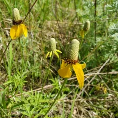 upright prairie coneflower thumbnail 4