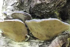 Phellinus cinereus thumbnail 3